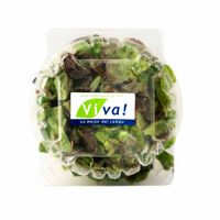 Lechuga Lollo Rossa VIVA x und.