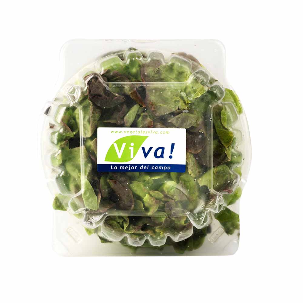 Lechuga Lollo Rossa VIVA x und.