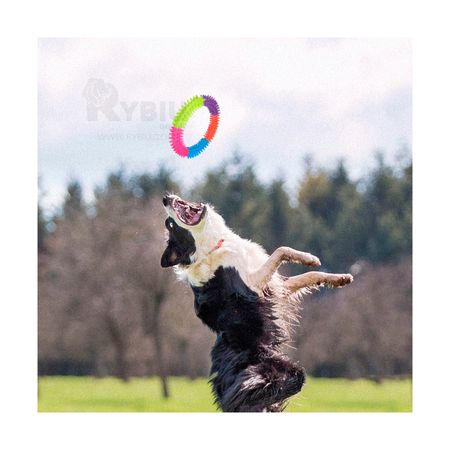 Anillo con Espinas de Goma para Mascotas