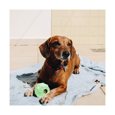 Esferico de Jebe para Perro con Cascabel Verde