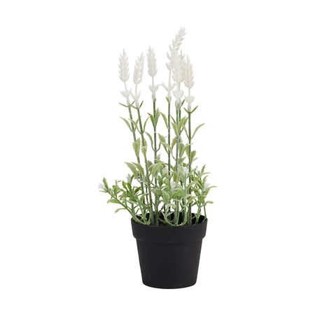 Lavanda blanca en maceta 28 cm