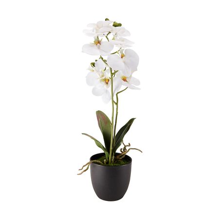 Orquídea Blanca en maceta 61cm