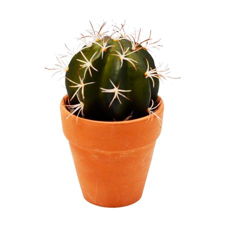 Cactus en maceta 13cm