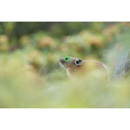 imageUrl_29