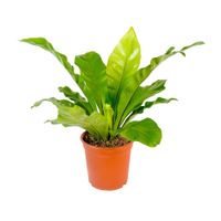 Planta Asplenium 4Estaciones