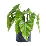 Planta Artificial con Maceta Kentia Exotic 30cm Orange - Promart
