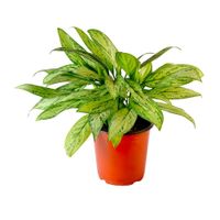 Planta Aglaonema Silver Queen 4Estaciones