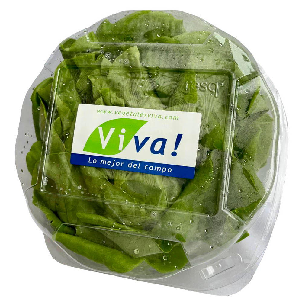 Lechuga Butterhead VIVA x und.
