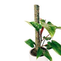 Tutor de musgo Grande para plantas Un Cuarto Verde Parante Tutor 85cm