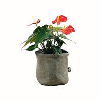 Planta Anturio en Portamaceta de Tela Reversible Sage
