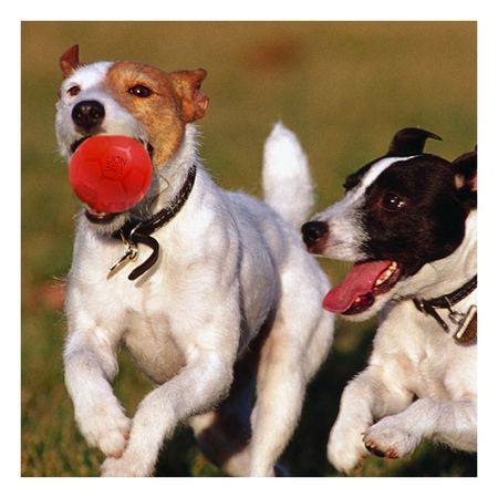 Pelota Compacta Talla M de Tono Rojo Y+Papel de Regalo