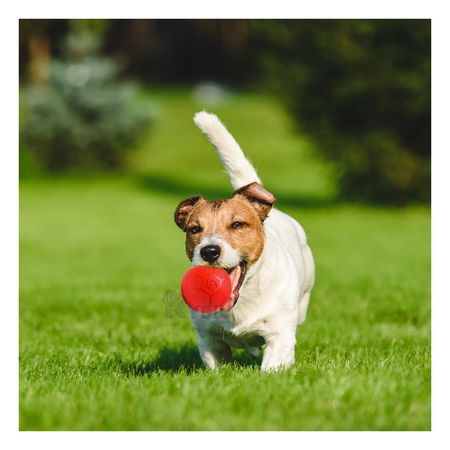 Pelota Funcional para Perros en Talla S en Rojo Y+Agendita