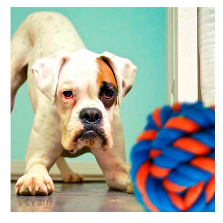 Pelota de Soga Trenzada Hecho de Algodon Azul