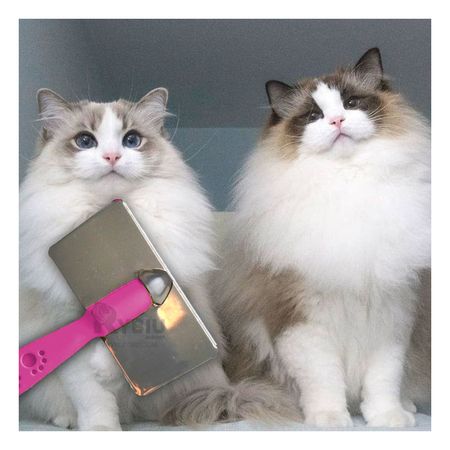 Peineta Didactica Pet en Fucsia Talla L Y+Post-it adhesivos