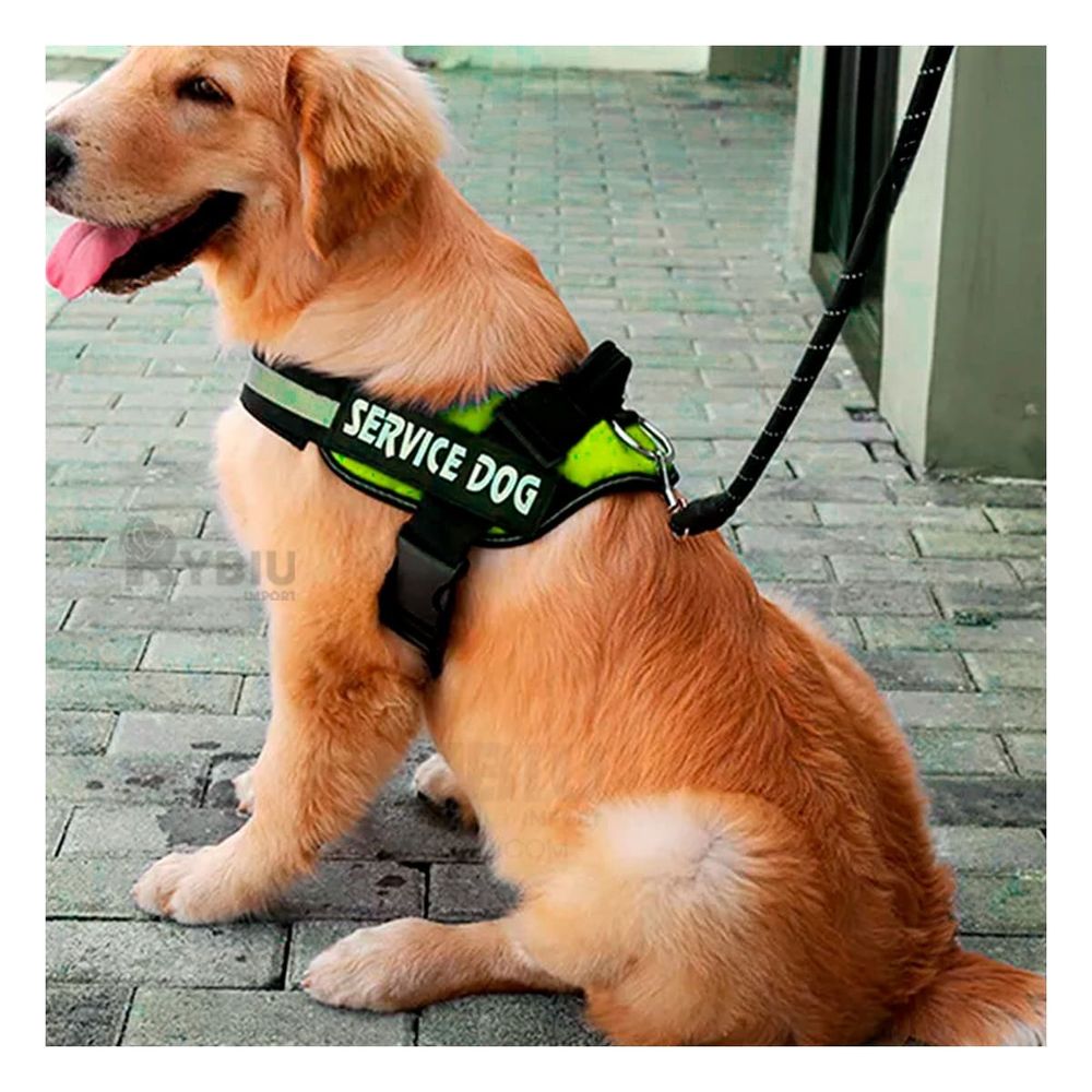 Arnes Comodo para Perros XL Verde Y+Stickers | plazaVea - plazaVea