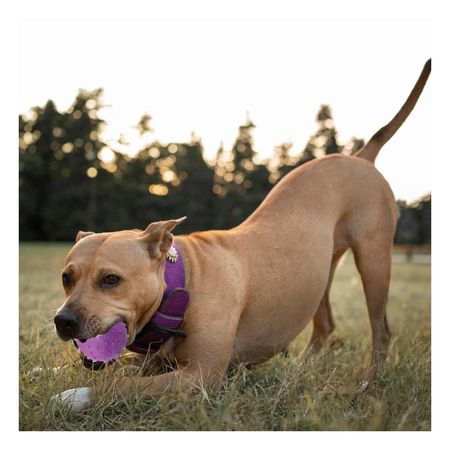 Juguete de Perros Caucho Morado Y+Agendita