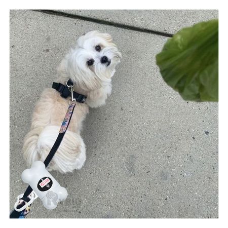 Bolsa Pet para Excremento en Color Blanco Y+Regalo Agendita