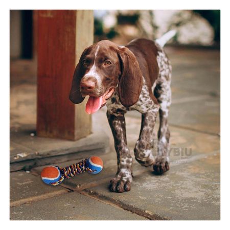 Juguete Eficaz de Pelotas de Tenis Naranja Y+Papel de Regalo