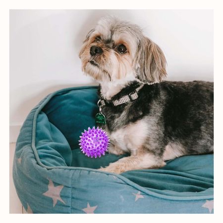 Set de Juguetes para Mascotas con Luz Led Morado Y+Agendita