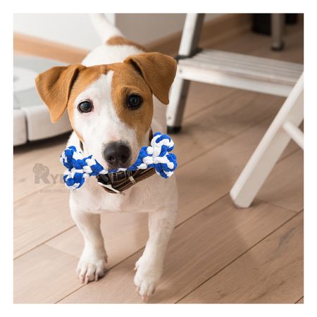 Juguete para Mascotas Divertido Tono Azul Y+Papel de Regalo