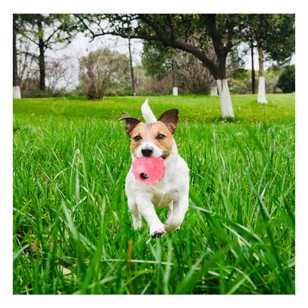 Juguete de Caucho en Forma de Chirimolla Grande Rosado