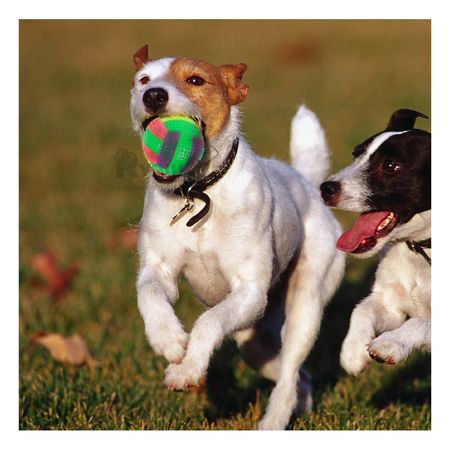 Pelota de Entretenimiento Dinamico de Color Verde