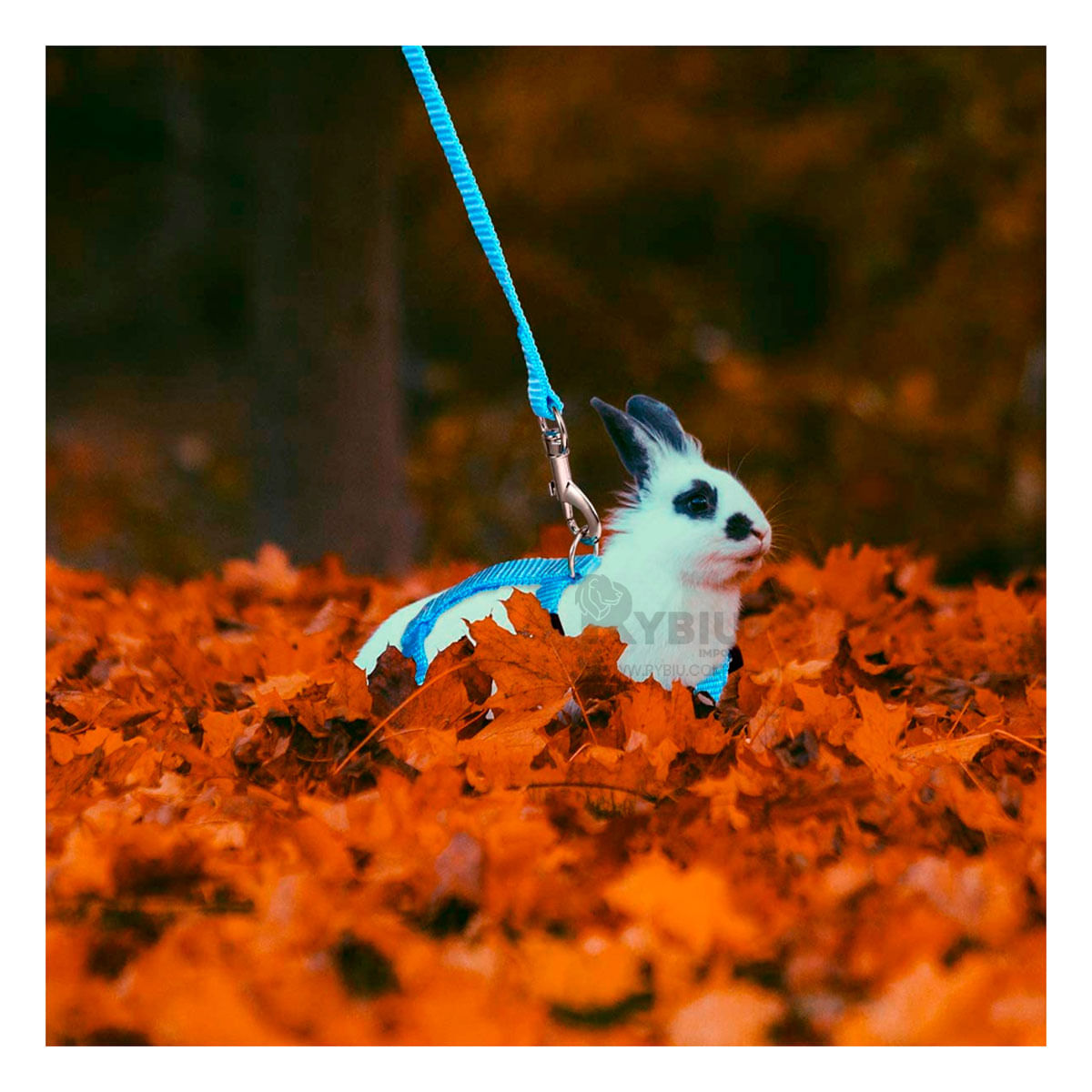 Arnes de Paseo para Conejo en Tono Celeste Y+Papel de Regalo