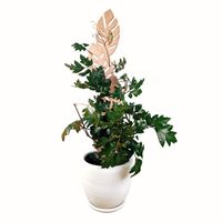 Planta Cissus con Tutor Hoja Grande en Maceta Dip Blanca
