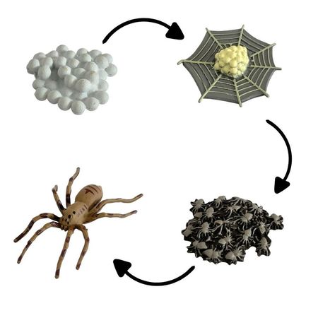 Ciclo de vida de la araña chanitos biologia montessori CMS-CICARA