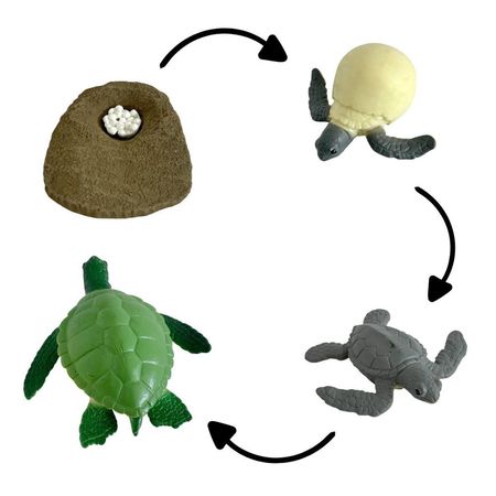 Ciclo de vida de la tortuga chanitos biologia montessori CMS-CICTOR