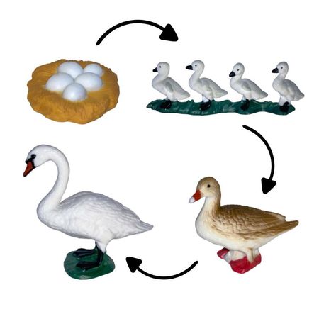 Ciclo de vida del cisne chanitos biologia montessori CMS-CICCIS