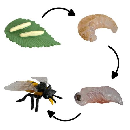 Ciclo de vida de la abeja chanitos biologia montessori CMS-CICABEJ