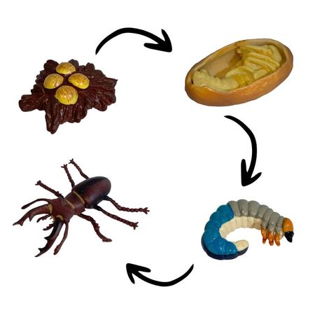 Ciclo de vida del escarabajo chanitos biologia montessori CMS-CICESC