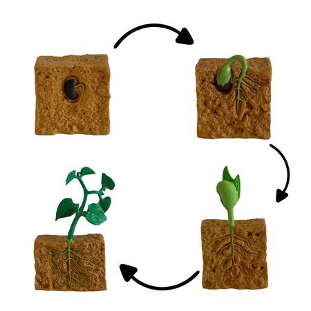 Ciclo de vida de la planta chanitos biologia montessori CMS-CICPLA