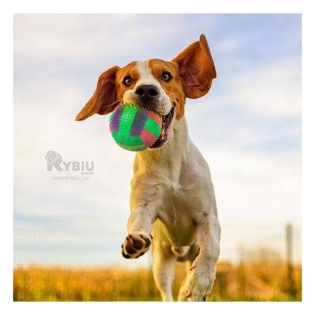 Pelota para Perros Divertidos Color Verde Y+Regalo Agendita