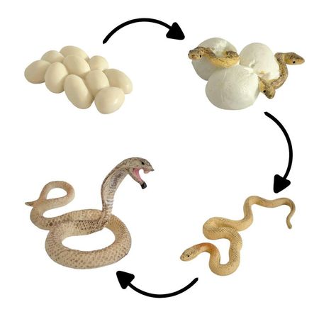 Ciclo de vida de la cobra chanitos biologia montessori CMS-CICCOB