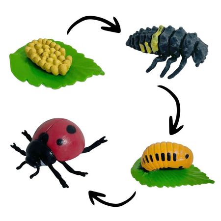 Ciclo de vida de la mariquita chanitos biologia montessori CMS-CICMAR