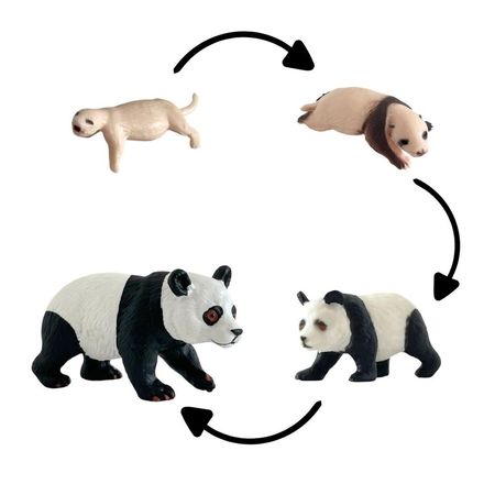 Ciclo de vida del oso panda chanitos biologia montessori