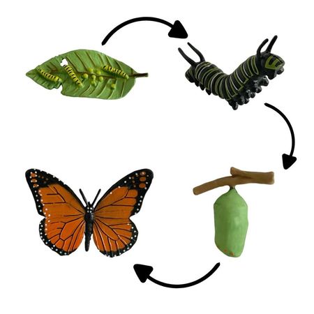 Ciclo de vida de la mariposa chanitos biologia montessori