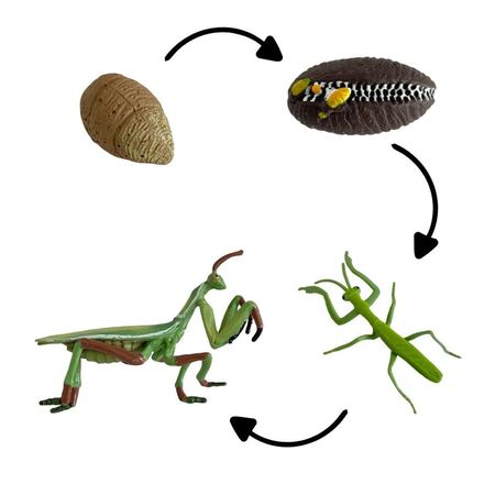 Ciclo de vida de la mantis chanitos biologia montessori