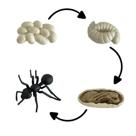 Ciclo de vida de la hormiga chanitos biologia montessori