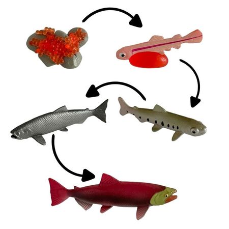 Ciclo de vida del pez chanitos biologia montessori