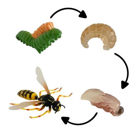 Ciclo de vida de la avispa chanitos biologia montessori