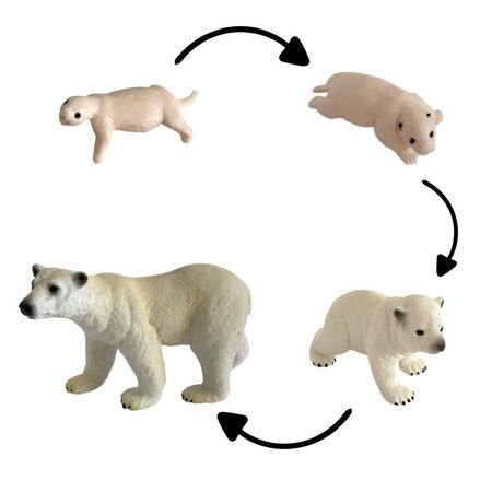Ciclo de vida del oso polar chanitos biologia montessori