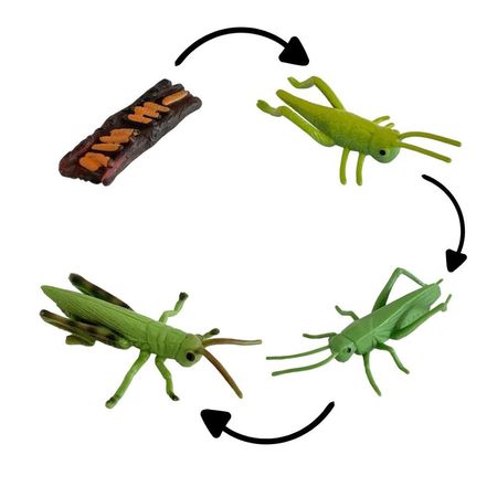 Ciclo de vida del saltamontes chanitos biologia montessori CMS-CYSLTMT