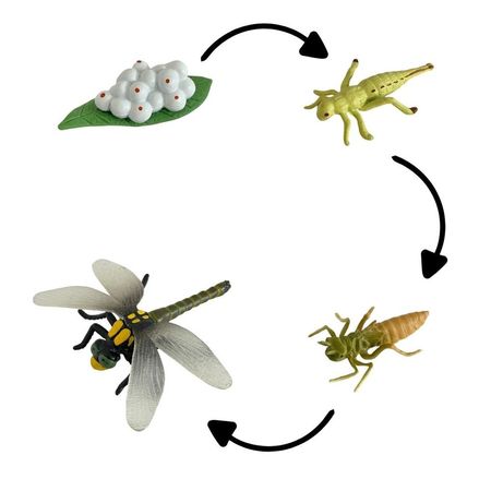 Ciclo de vida de la libelula chanitos biologia montessori CMS-CICLIB