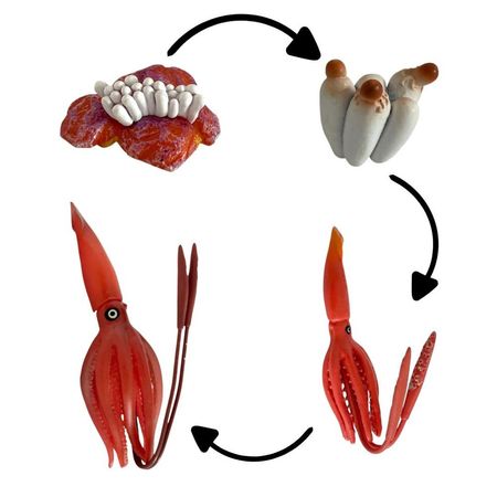 Ciclo de vida del calamar chanitos biologia montessori