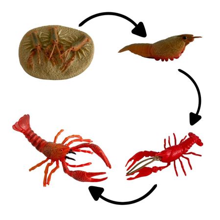 Ciclo de vida de la langosta chanitos biologia montessori CMS-LNG