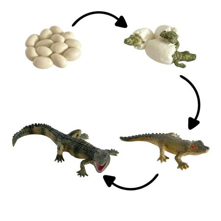 Ciclo de vida del cocodrilo chanitos biologia montessori CMS-CICCOC