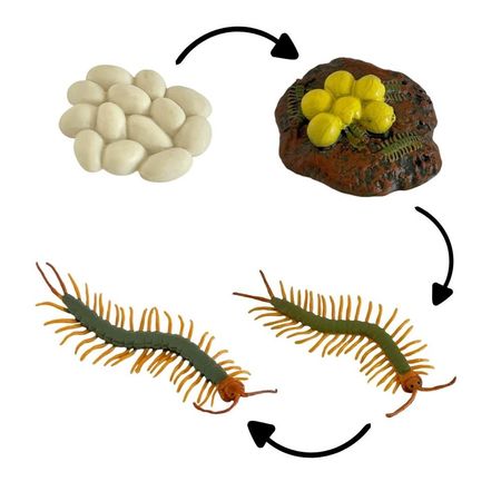 Ciclo de vida del ciempies chanitos biologia montessori CMS-CICCIE